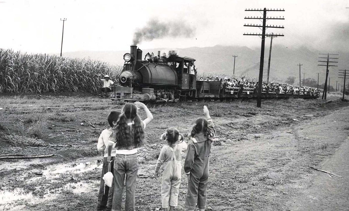 old train carrying laborers around the sugarcane plantation fields as schoolchildren waived in the early 1950s