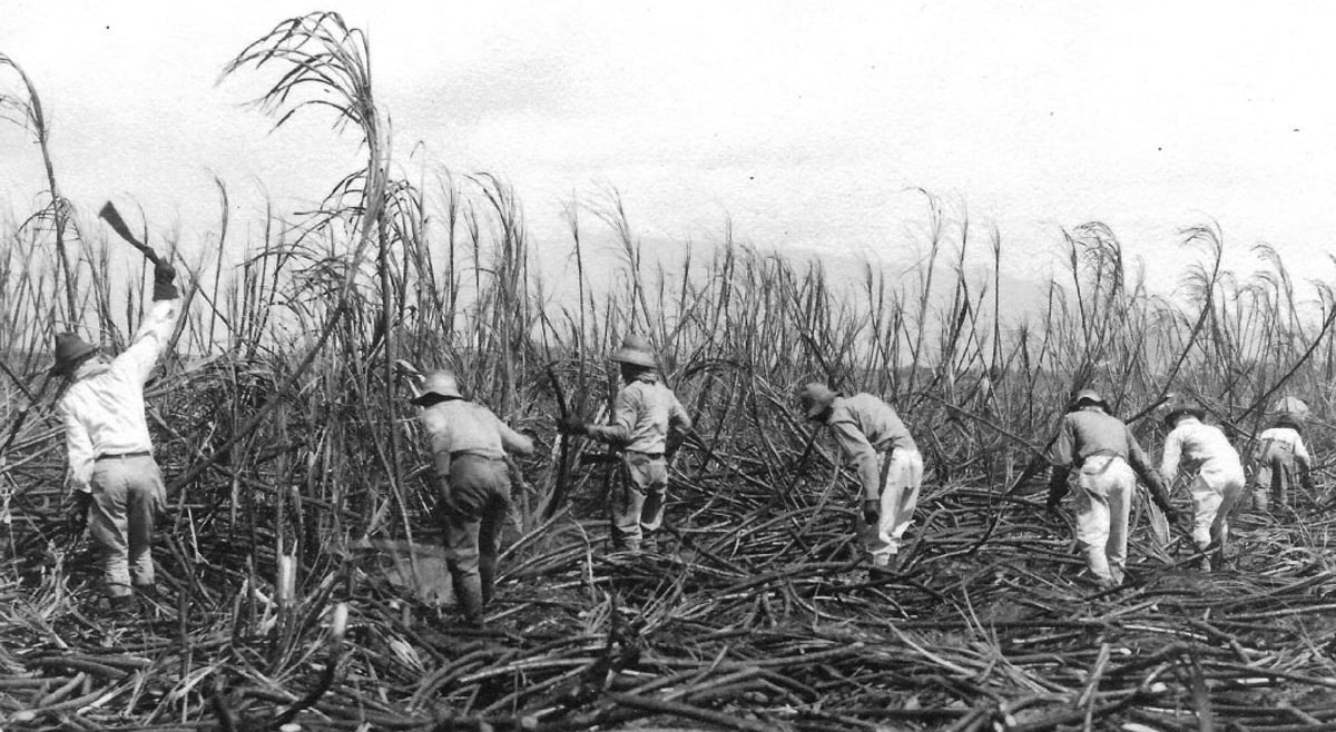 several men in the 1900s cultivating sugar cane in the plantation field