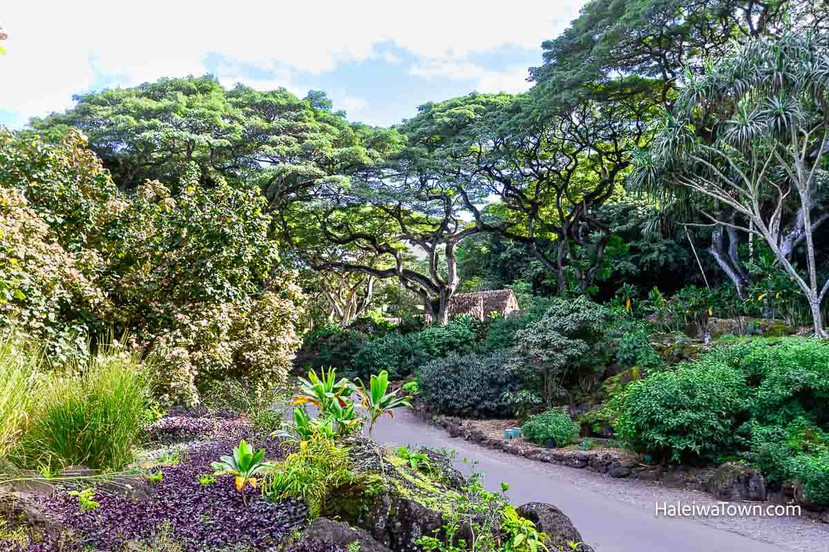 tropical trees and plants at  Waimea Valley trail