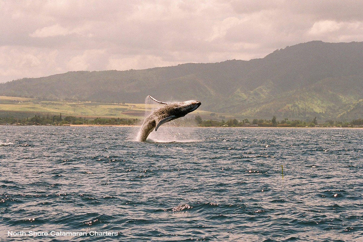whale breaching with north shore mountain in background