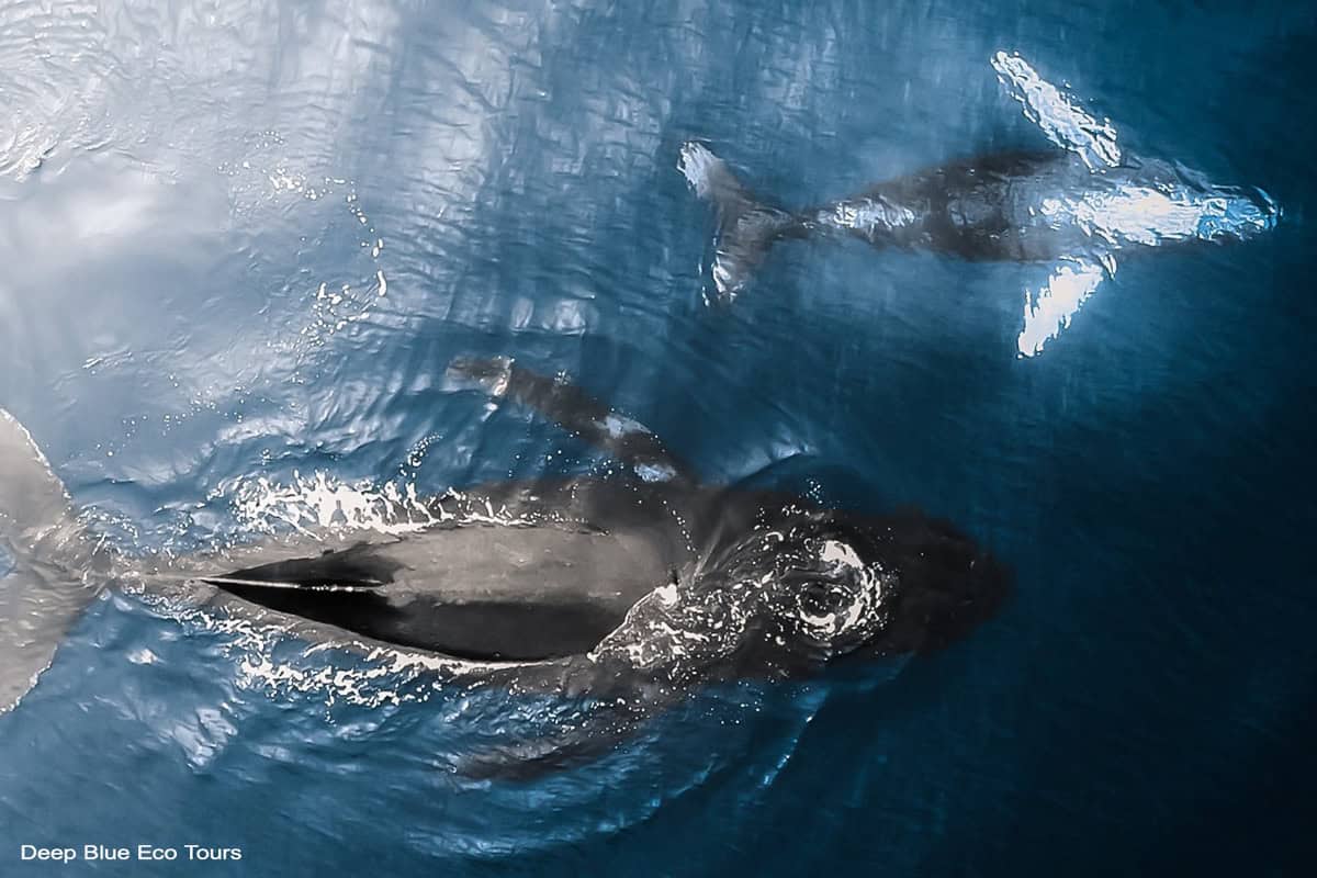 two humpback whales swimming on the surface in blue water