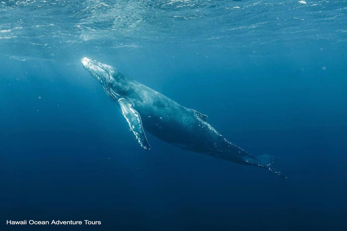 humpback whale swimming underwater