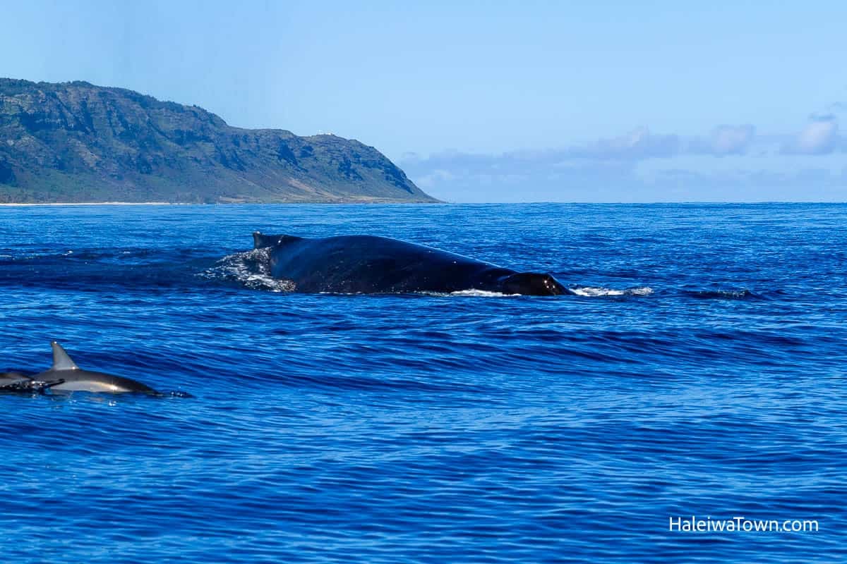 whale and dolphins swimming in front of kaena point
