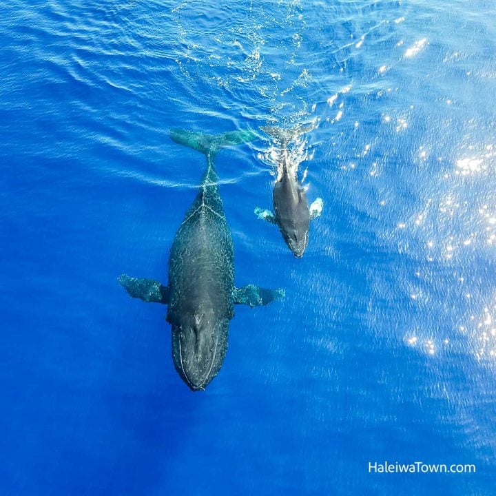 whale watching north shore oahu from drone