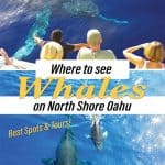 people whale watching on oahu north shore from boat