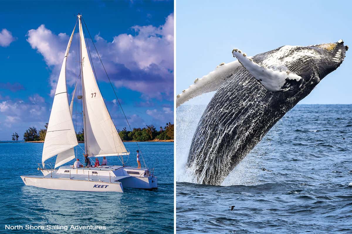 sailboat and humpback whale breaching in haleiwa
