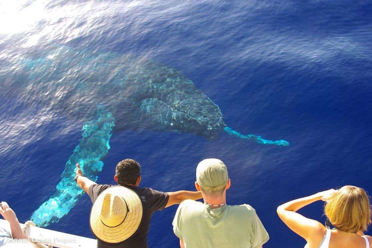people watching a whale from a boat on Oahu