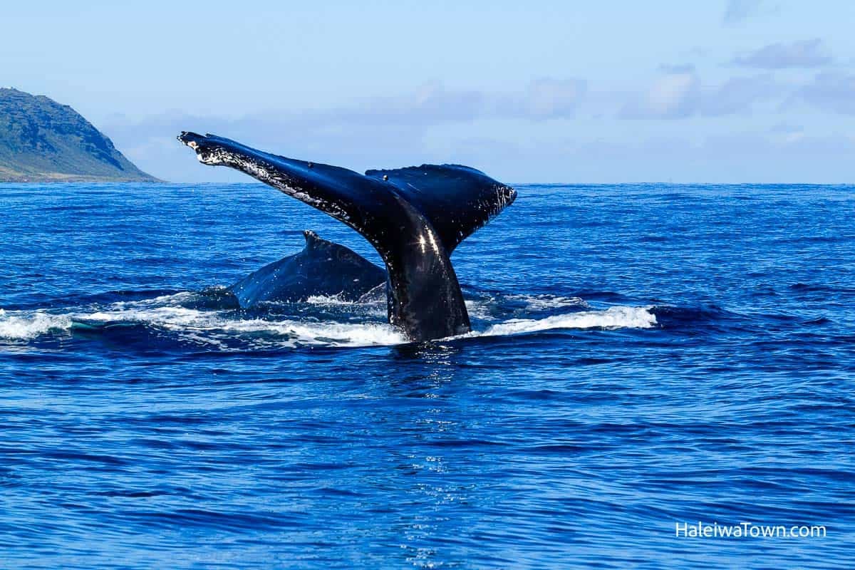 humpback whale slapping tail and kaena point in background