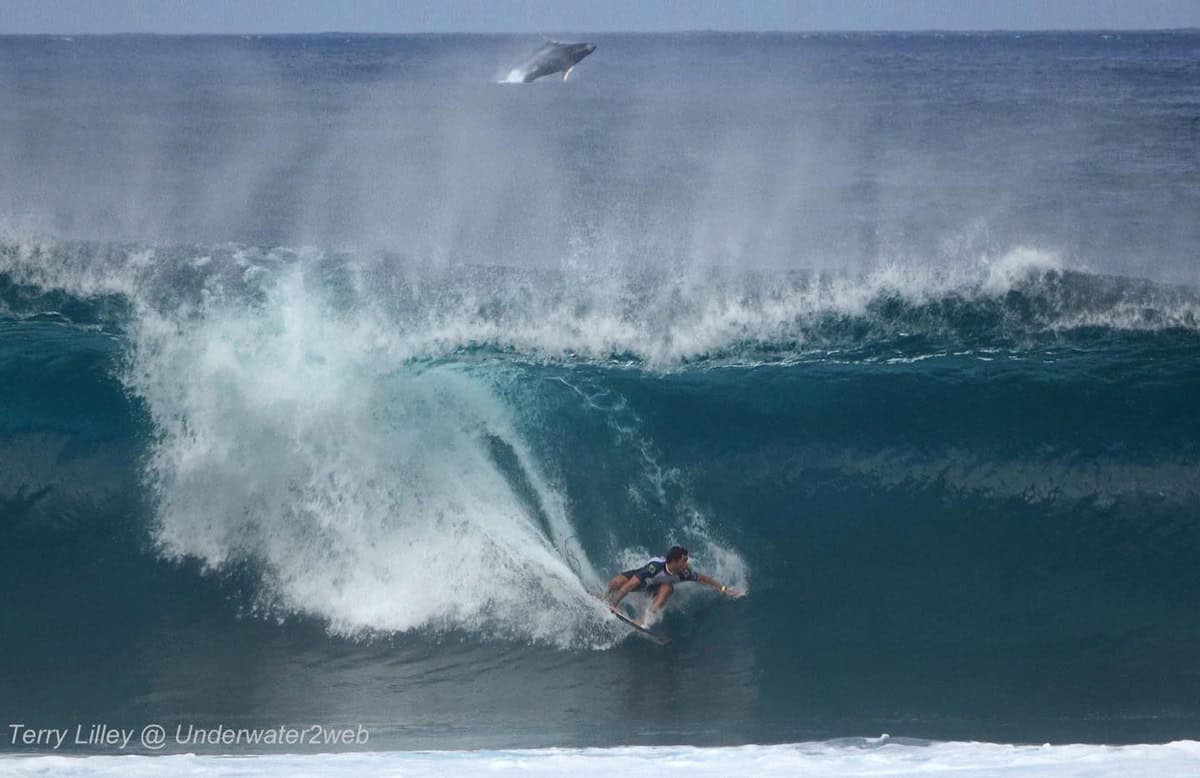 surfer riding a wave and whale breaching behind him at Pipeline