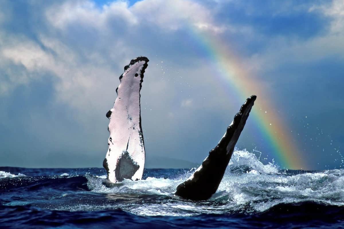 whale splashing pectoral fins in water