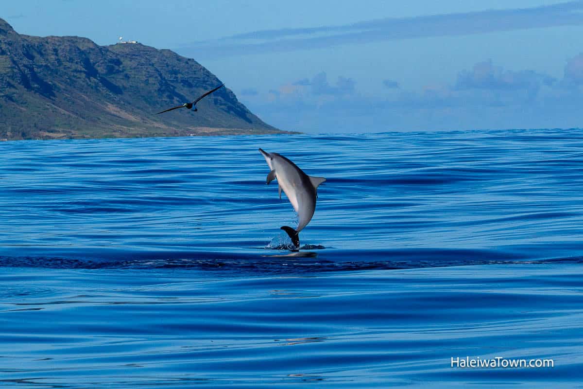 dolphin spinning on north shore oahu