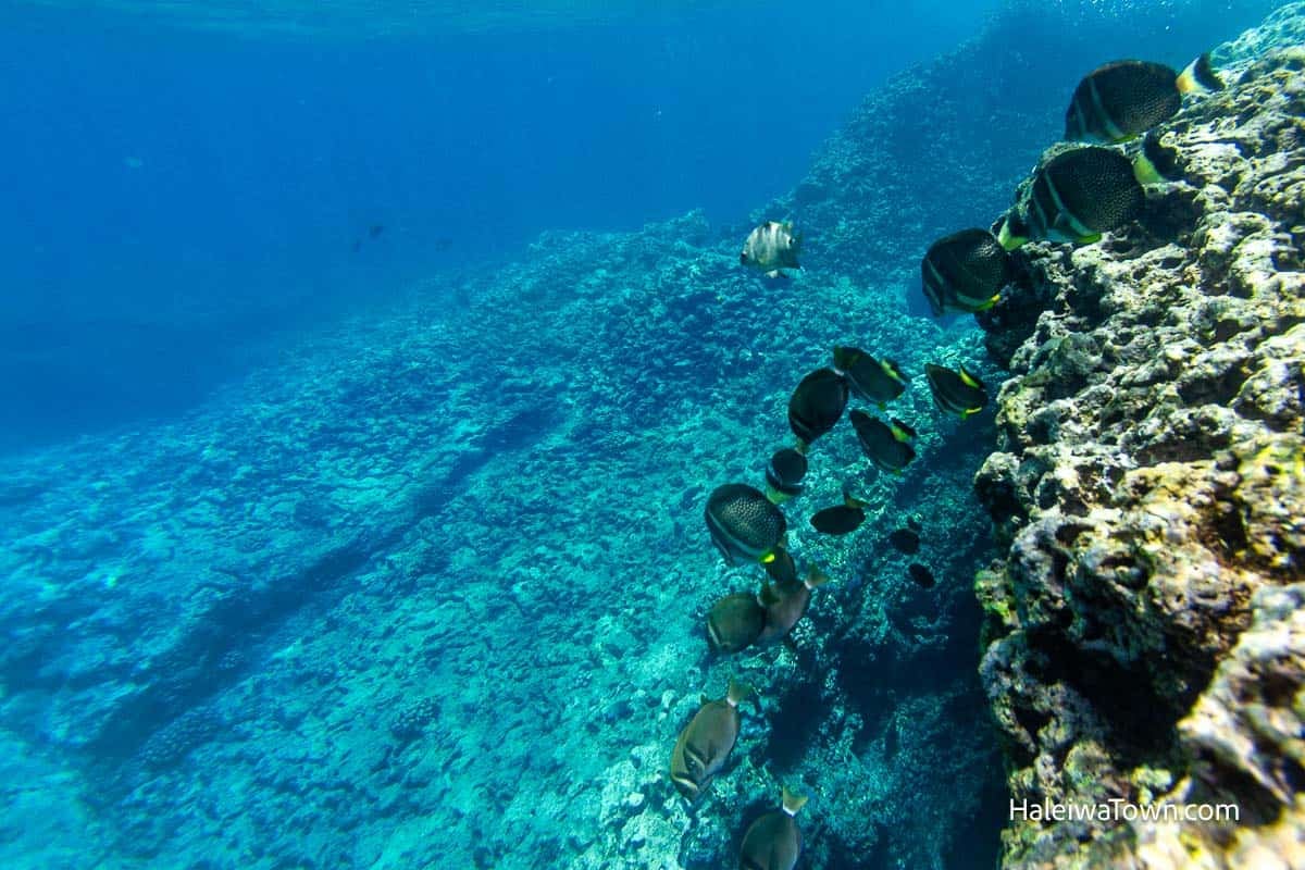 Underwater view of the reef drop-off at Haleiwa Trench with fish swimming along the reef wall.
